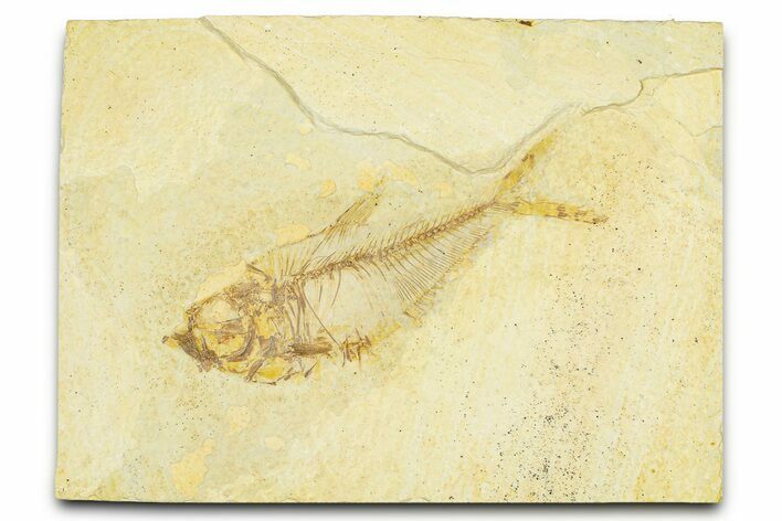 Bargain, Fossil Fish (Diplomystus) - Wyoming #379417